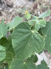 Abutilon abutiloides