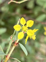 Galphimia angustifolia
