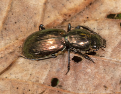Broscinae
