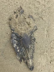 Callorhinchus milii