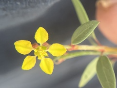 Galphimia angustifolia