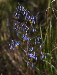 Dianella nervosa