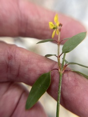 Galphimia angustifolia