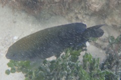 Stegastes leucostictus