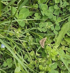 Xanthorhoe semifissata