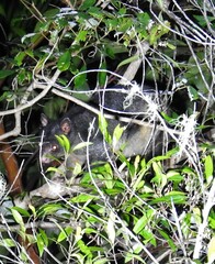 Trichosurus caninus