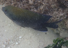 Stegastes leucostictus