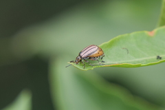 Disonycha bicarinata