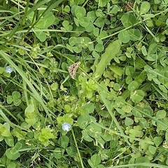 Xanthorhoe semifissata