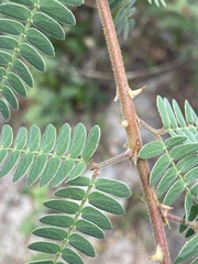 Mimosa tricephala