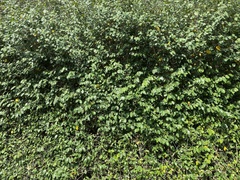Ficus tinctoria