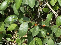 Ficus tinctoria