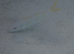 Mulloidichthys martinicus