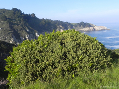 Baccharis vernalis