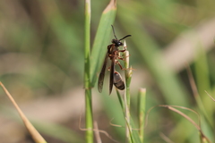 Polybia sericea