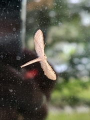 Euacidalia brownsvillea