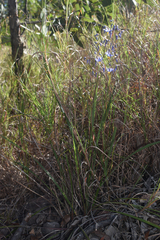 Dianella nervosa