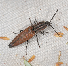 Elatichrosis trisulcatus