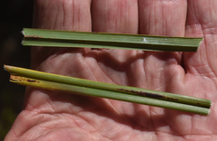 Dianella nervosa