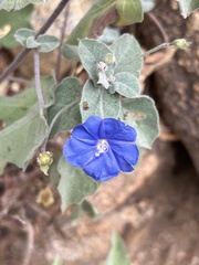 Jacquemontia abutiloides