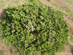 Baccharis vernalis