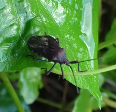 Spartocera