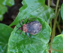 Spartocera