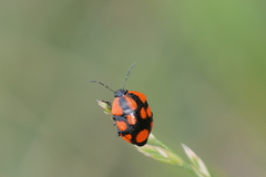 Stiretrus decastigmus