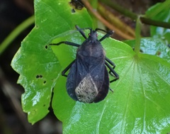 Spartocera