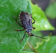 Spartocera