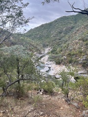 Forchhammeria watsonii