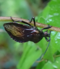 Spartocera