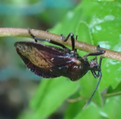 Spartocera
