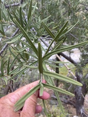 Forchhammeria watsonii