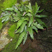 Shore Hard Fern - Photo (c) Eitel Carlos Thielemann Pinto, some rights reserved (CC BY-NC), uploaded by Eitel Carlos Thielemann Pinto