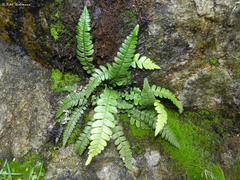 Blechnum blechnoides