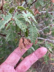 Mimosa tricephala
