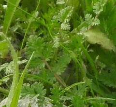 Erodium cicutarium