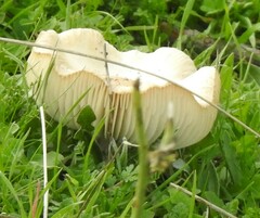 Leucoagaricus leucothites