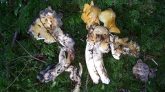 Cantharellus formosus