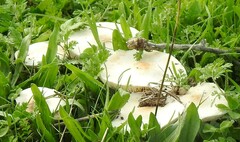 Leucoagaricus leucothites