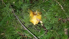 Cantharellus formosus