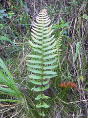 Blechnum hastatum