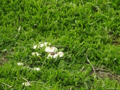 Leucoagaricus leucothites