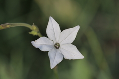 Nicotiana