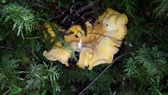 Cantharellus formosus