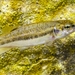 Balkan Italic Minnow - Photo (c) davide bellucci, some rights reserved (CC BY-NC), uploaded by davide bellucci