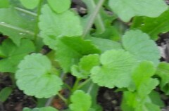 Lamium amplexicaule
