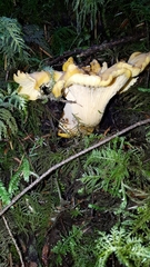 Cantharellus formosus