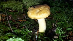 Cantharellus formosus